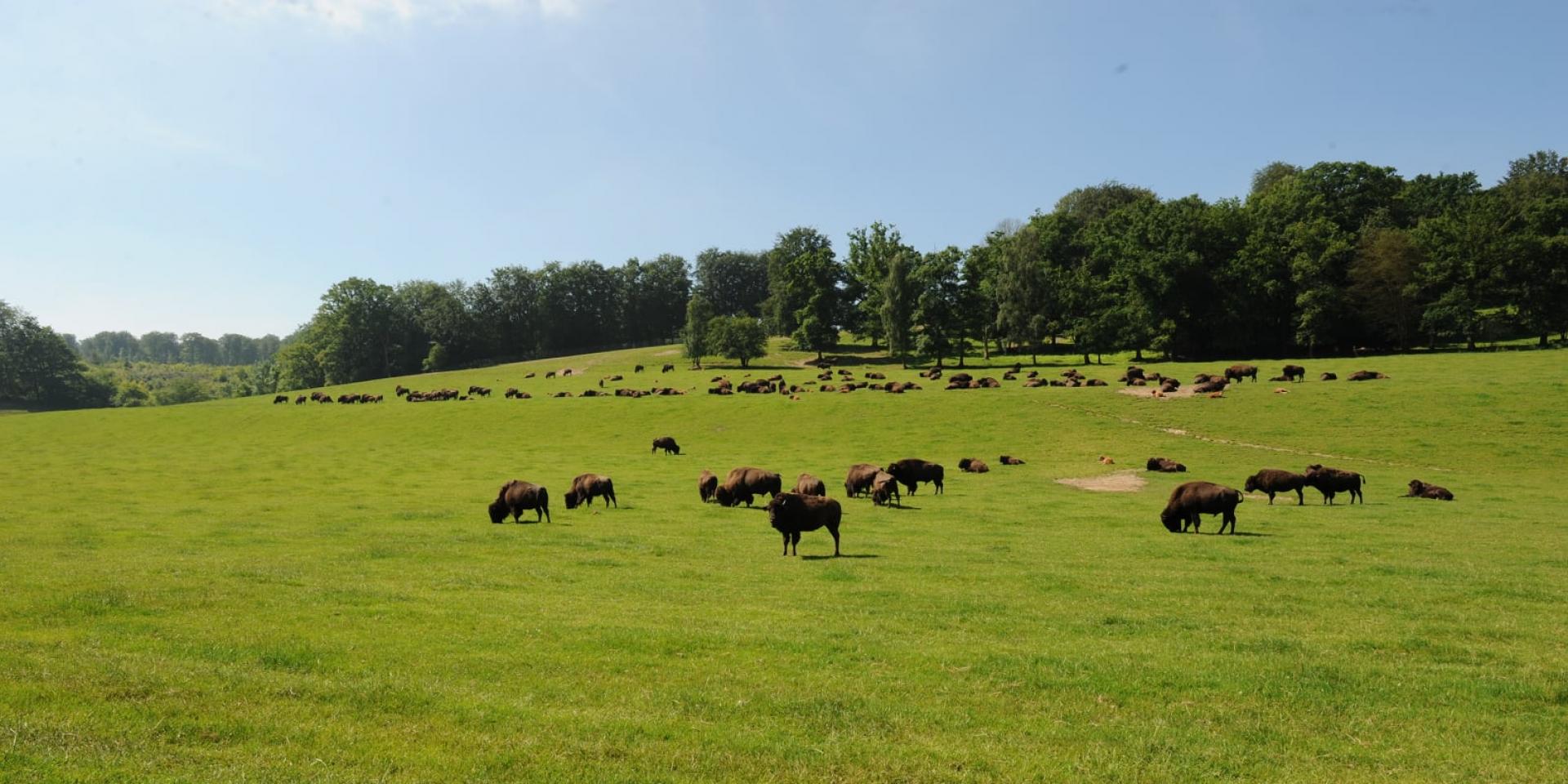 Dream of the Bisons