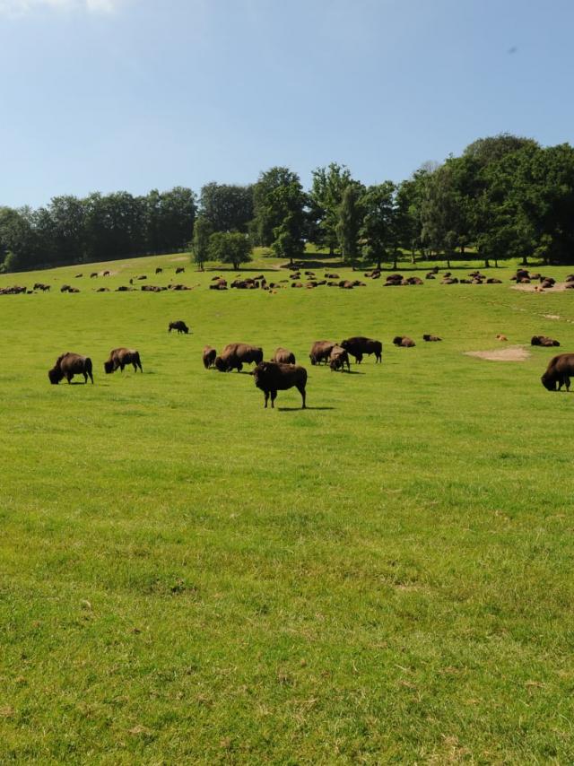 Parc canadien Rêve de Bisons