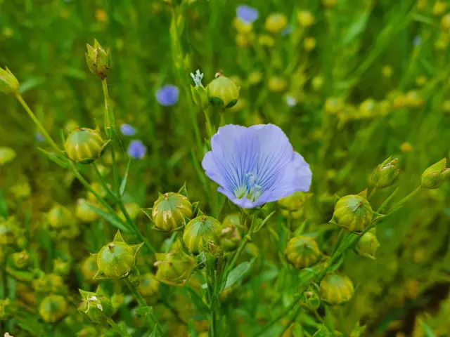 culture du lin pays de Caux Normandie