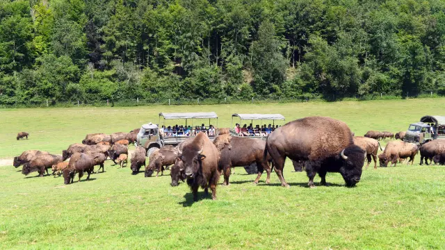 Visite du parc canadien de Muchedent en 4x4 militaire