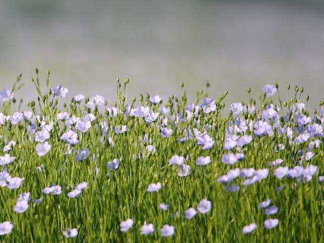 culture du lin pays de Caux Normandie