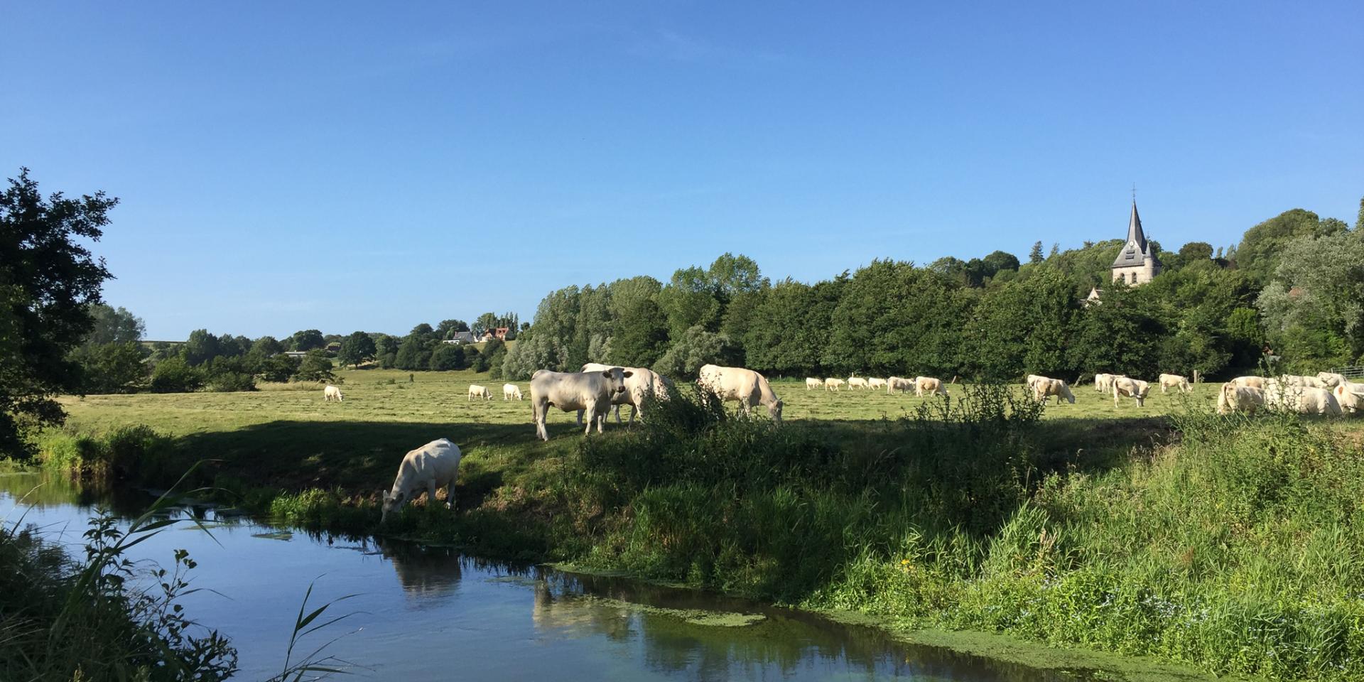 The church of Longueil and its cows