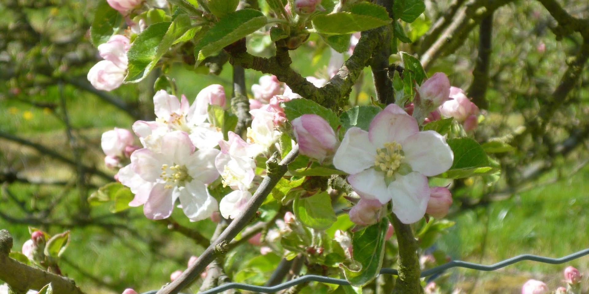 Apple tree flowers in the orchard