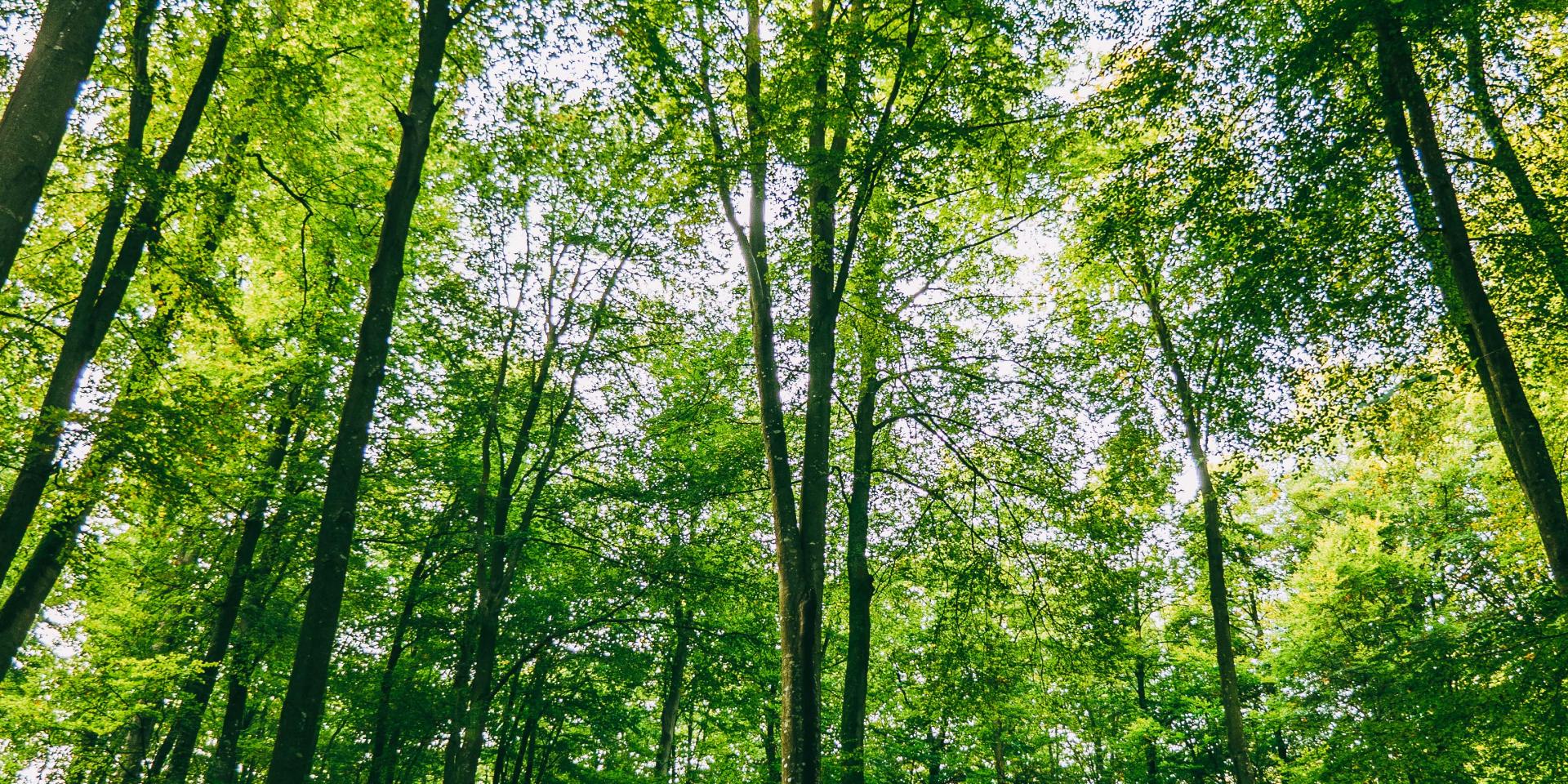 La Majestueuse Forêt D Eawy Tc 2017 Pierreleboucher Muchedent Forêteawy 111