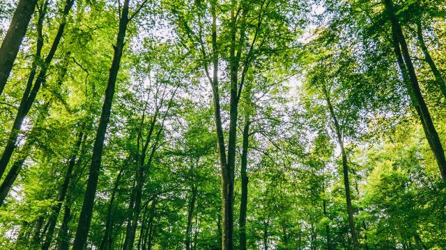 La Majestueuse Forêt D Eawy Tc 2017 Pierreleboucher Muchedent Forêteawy 111