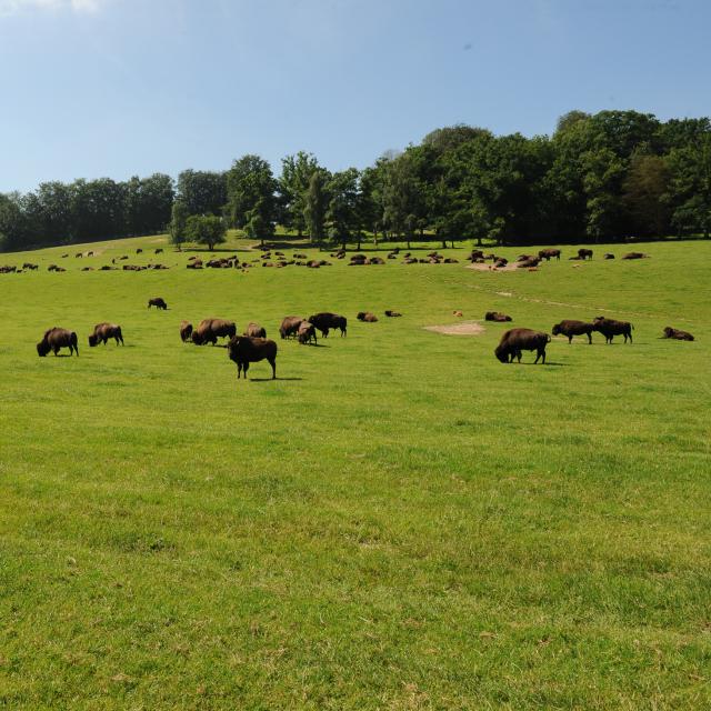 Parc Rêve de Bisons