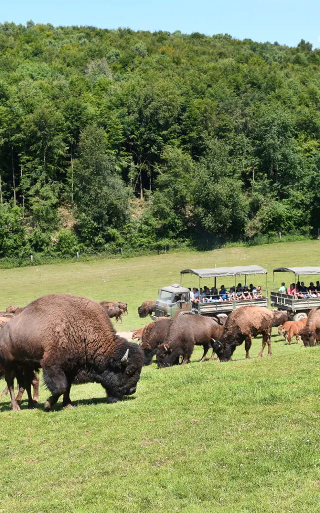 Visite de l'élevage de bisons - Muchedent