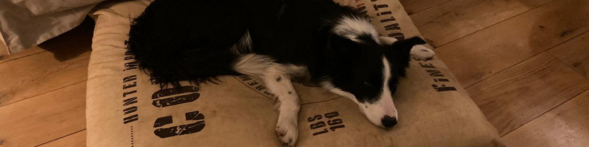 Skye Cushion Where I Sleep With My Dog