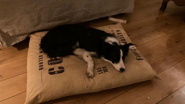 Skye Cushion Where I Sleep With My Dog
