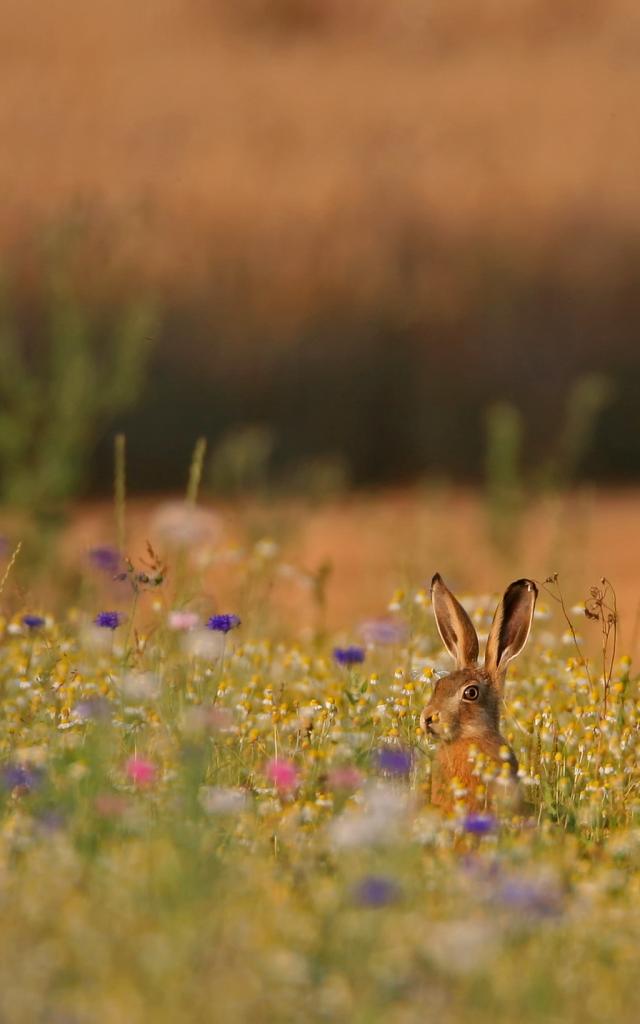 Hase