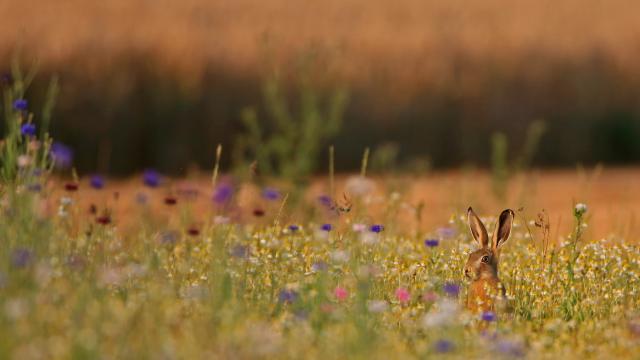 Hare