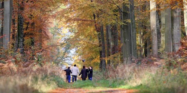 Wandern im Wald