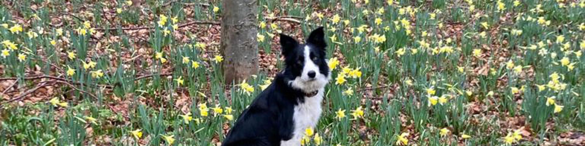 Toutourisme Chien Randonnée Nature