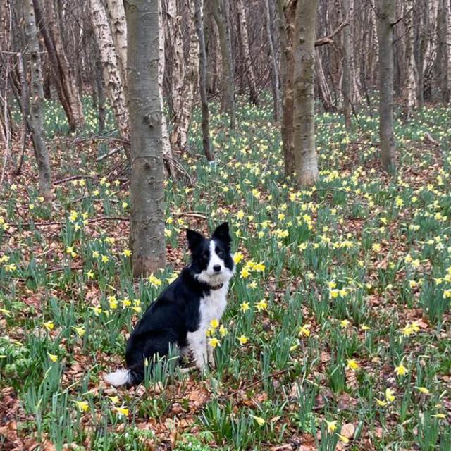 Toutourisme Chien Randonnée Nature
