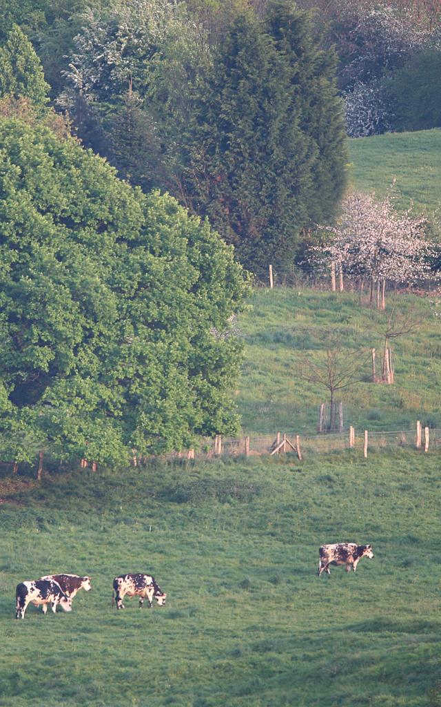 Vaches normandes