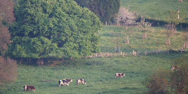 Vaches normandes