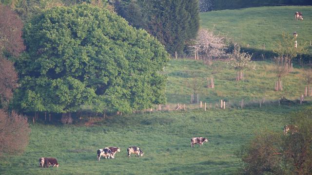 Vaches normandes