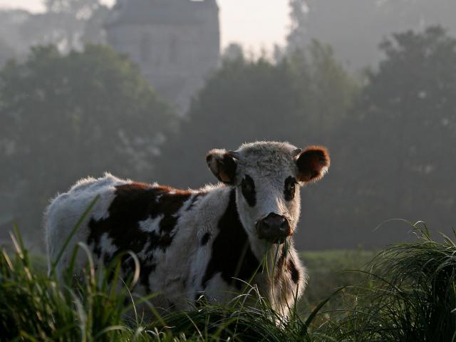Vache normande