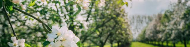 Pommiers en fleurs