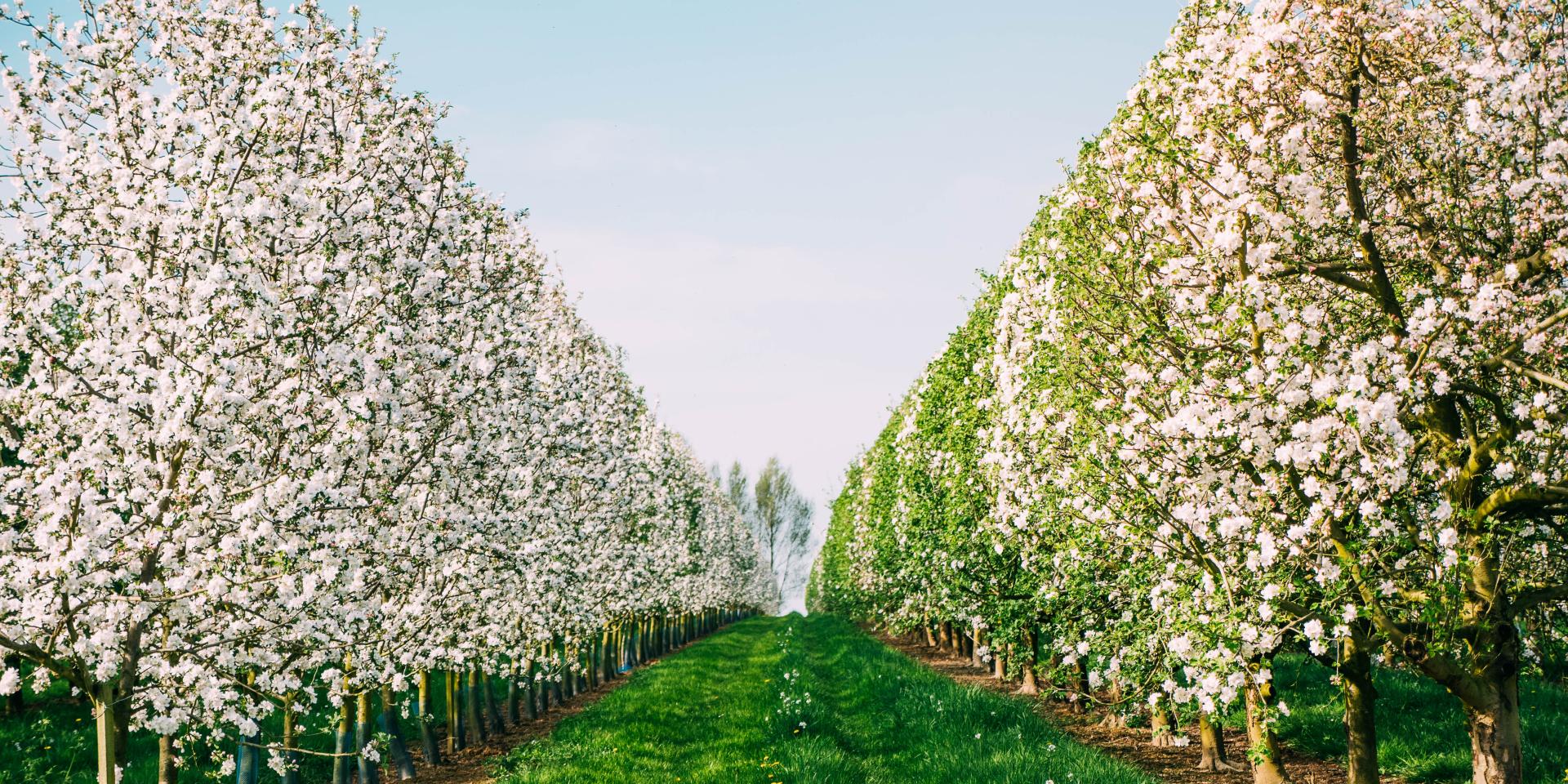Pommiers en fleurs