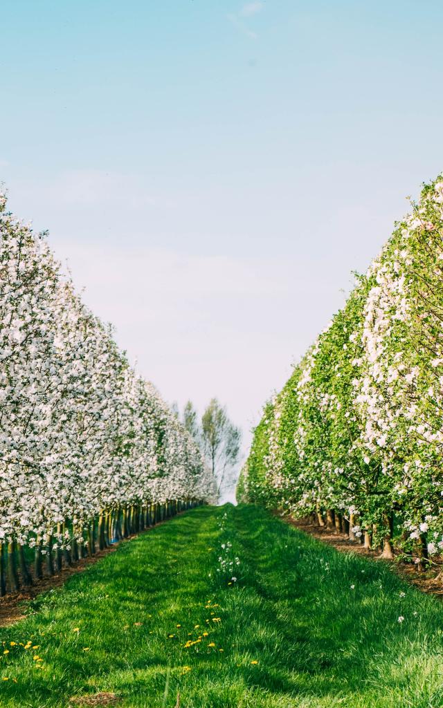 Pommiers en fleurs