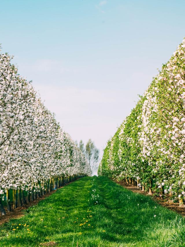 Pommiers en fleurs