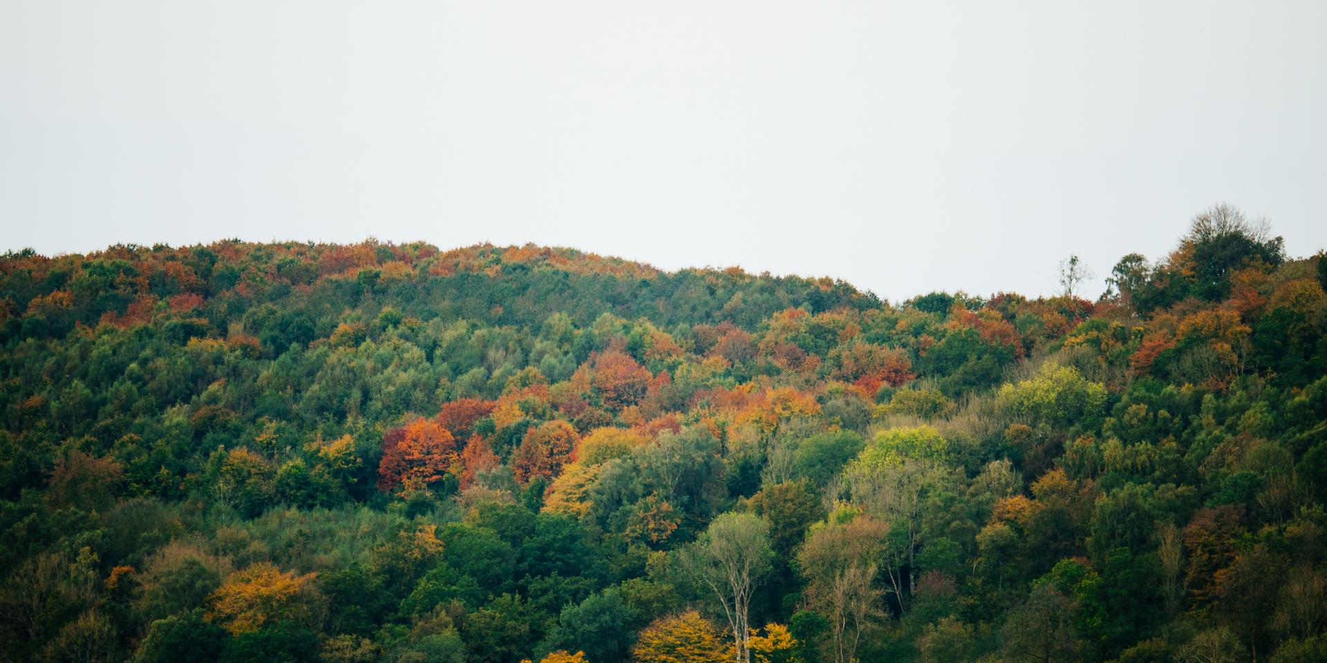 Colorful trees in the fall