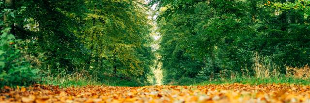 Der Forêt d'Eawy und seine Wanderwege