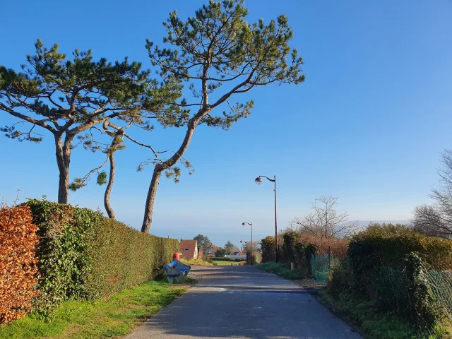 Vue Mer et pins maritimes Normandie