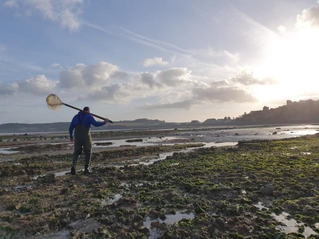 Pêche à Pied à Quiberville