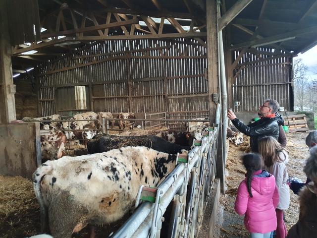 Découverte des vaches à la ferme