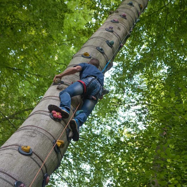 Parcours dans les arbres
