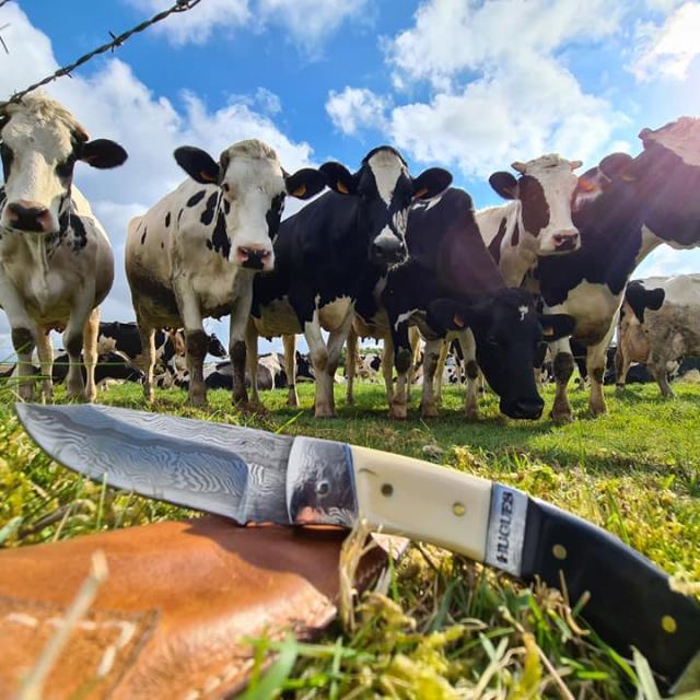 Couteau et vaches normandes