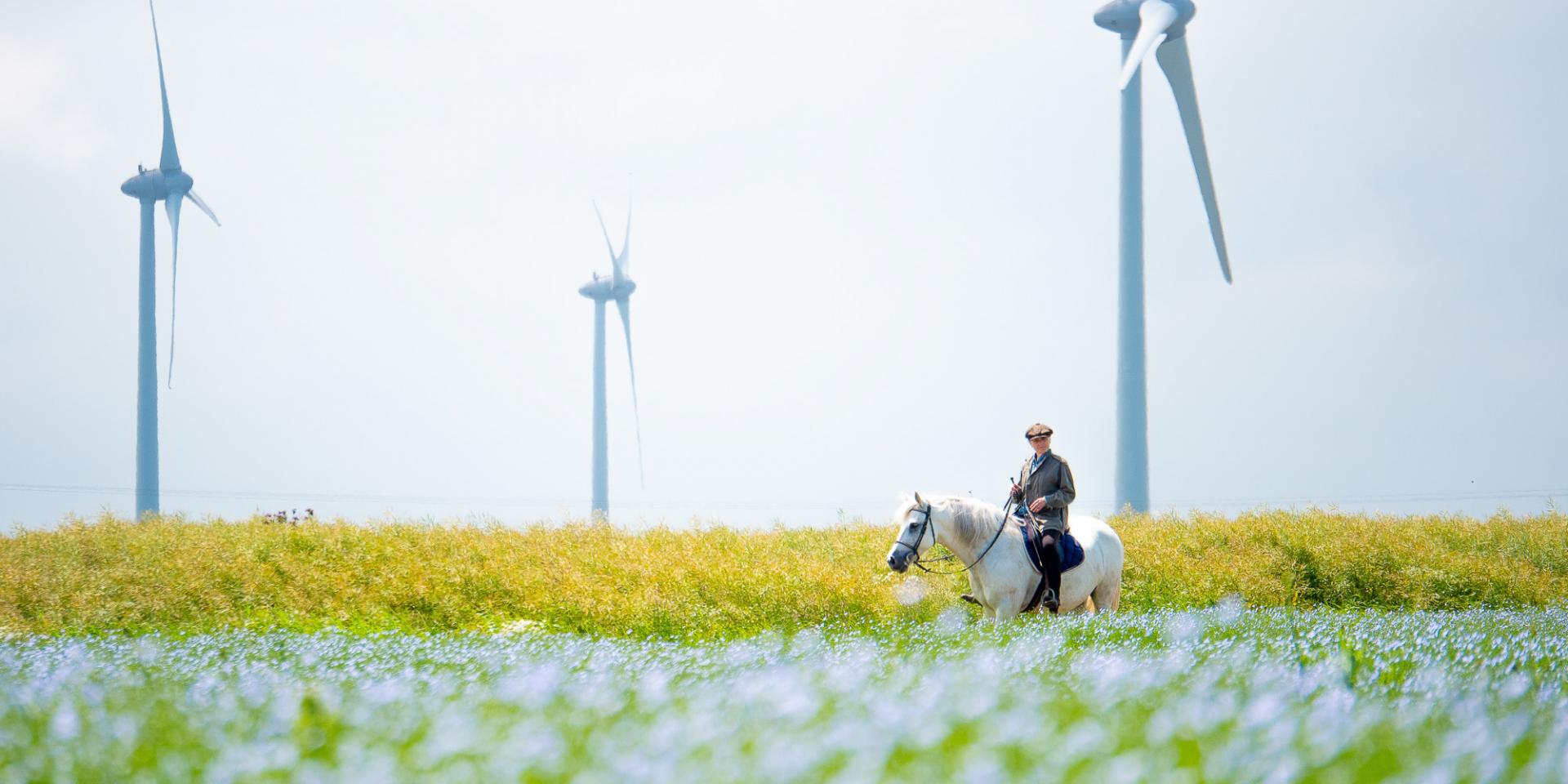Flax field rider Quiberville