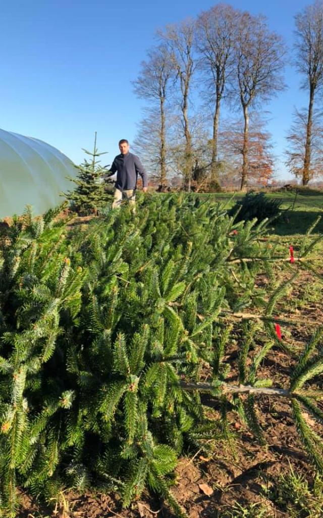Des sapins de Normandie