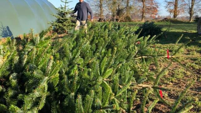 Des sapins de Normandie