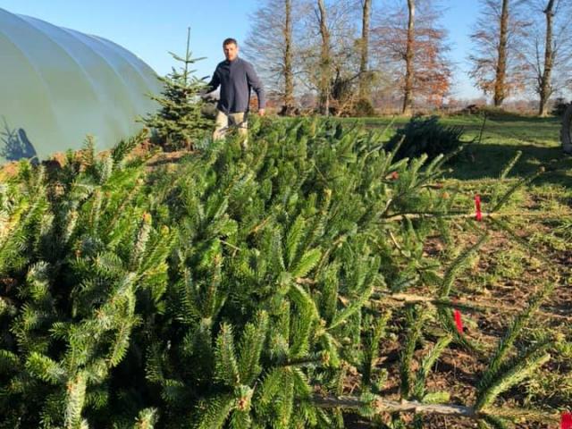 Des sapins de Normandie