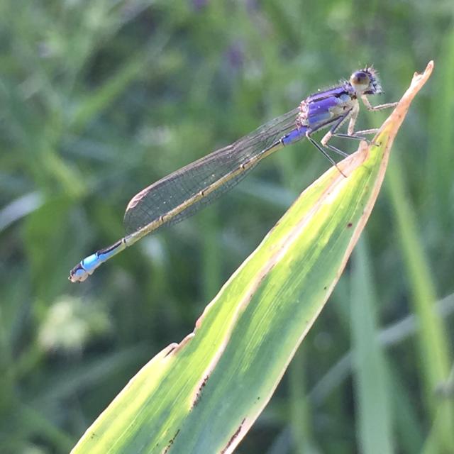 insecte marais