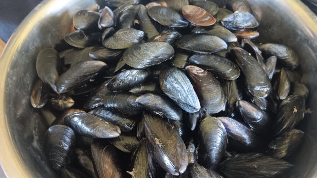 Les moules