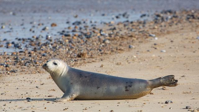 Phoque Gris sur la plage