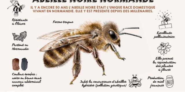 Abeille Noire