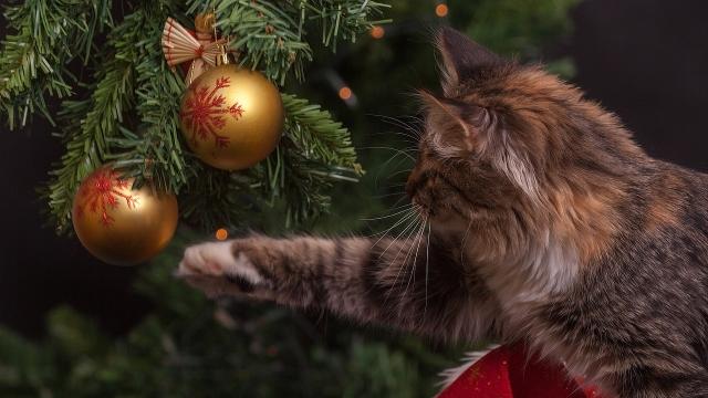 Chapin de noël