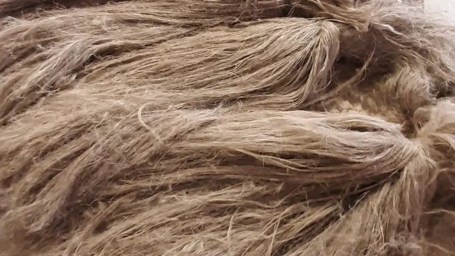 Visite de la linerie