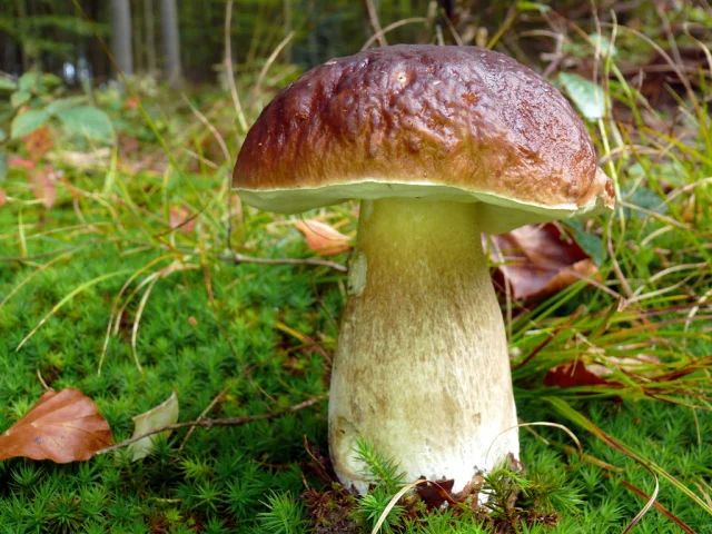 Champignon