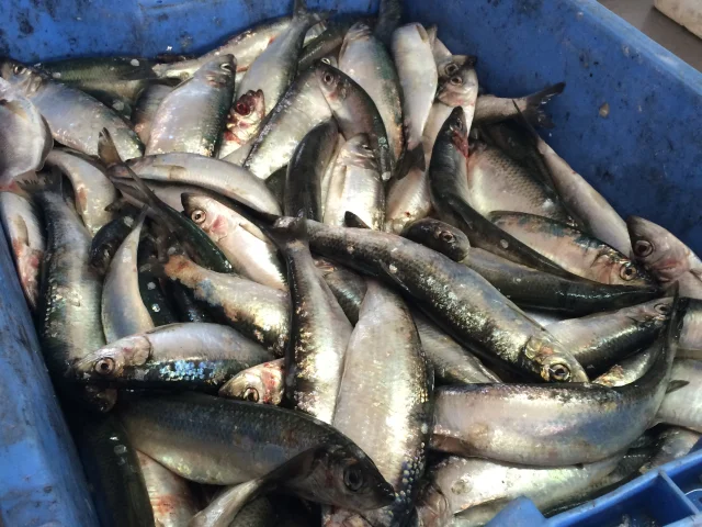 Harengs 1 Quiberville @abb Otqsv