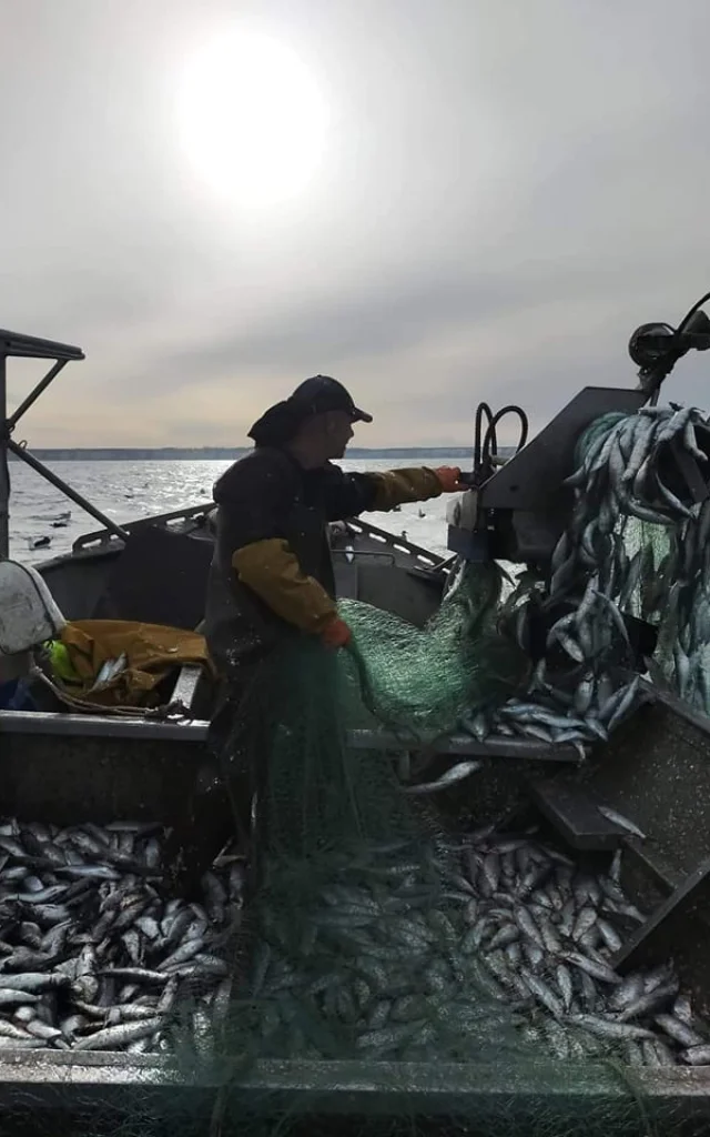 Harengs Bateau Bateau Ti Paul