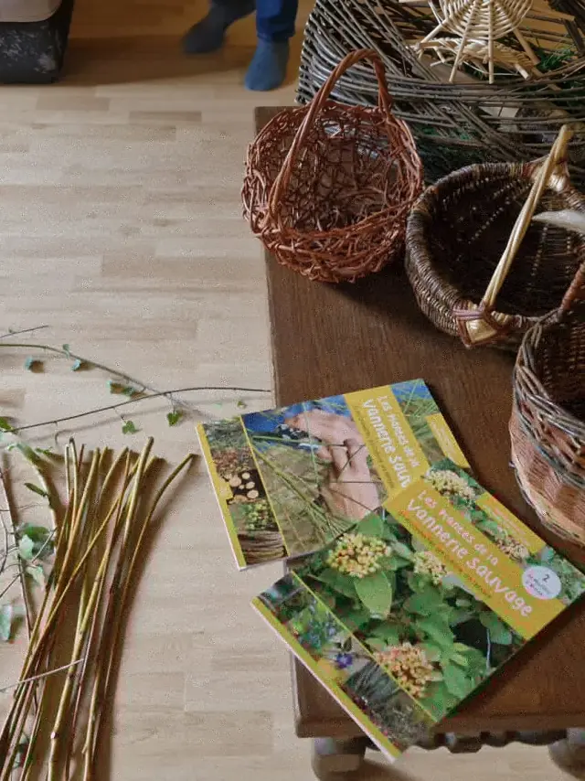 Branches Collectees Et Paniers