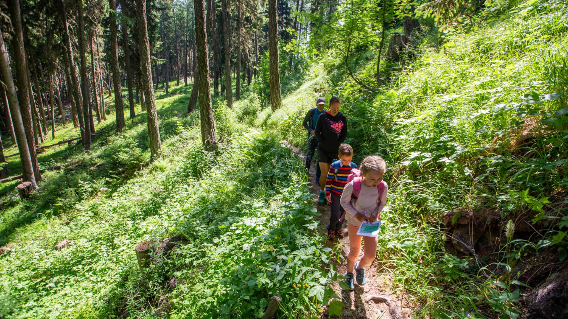 Balade dans la forêt de l'Ours à Thyon