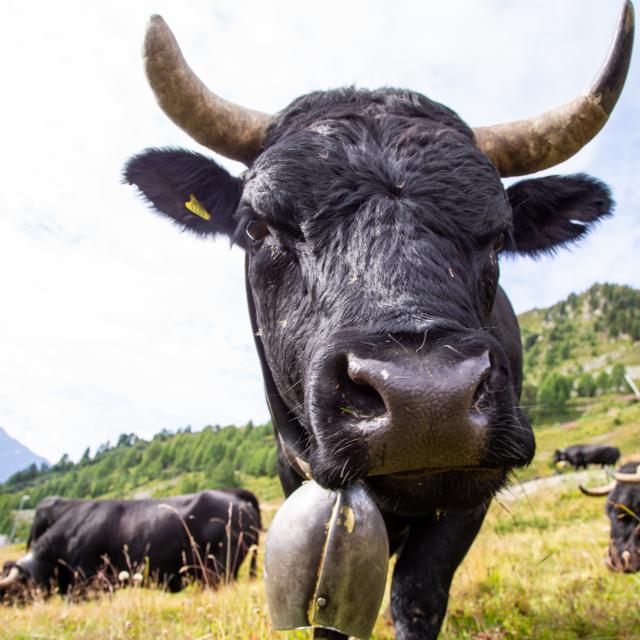 Vache d'Hérens dans son alpage