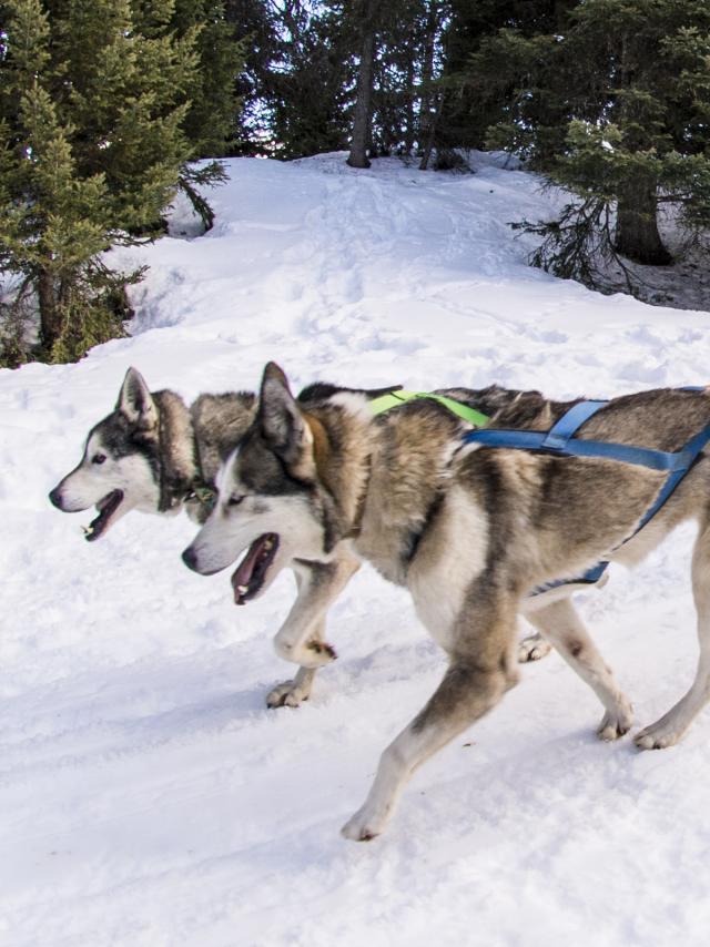 Sledge Dog (c) Thyon Region